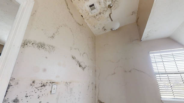 Best Mold Remediation for Healthcare Facilities  in Centre Grove, NJ