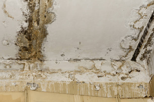 Best Flood Damage  in Centre Grove, NJ
