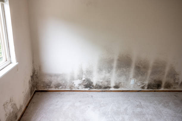 Centre Grove, NJ Mold Removal Company