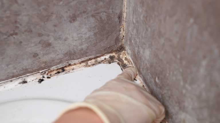 Best Mold Remediation for Healthcare Facilities  in Centre Grove, NJ